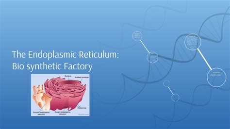 how are endoplamic reticulum compared to a factory